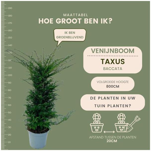 Beeld