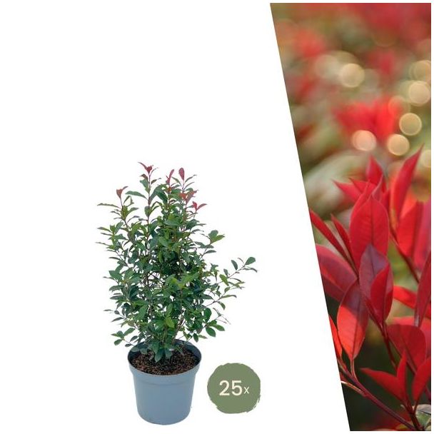 Grote Glansmispel planten voor 10 strekkende meter haag | - 12L - 20x | ↨ 125-150 cm - Carré Rouge