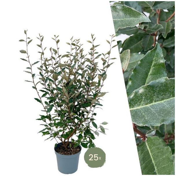 25 grote Olijfwilg planten voor 10 strekkende meter haag | ↨ 100-125 cm in 12 liter pot