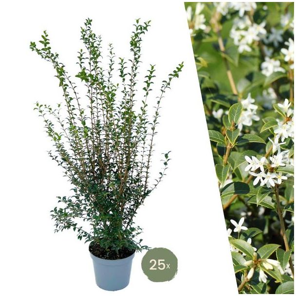 25 grote Schijnhulst planten voor 10 strekkende meter haag | ↨ 100-125 cm in 12 liter pot
