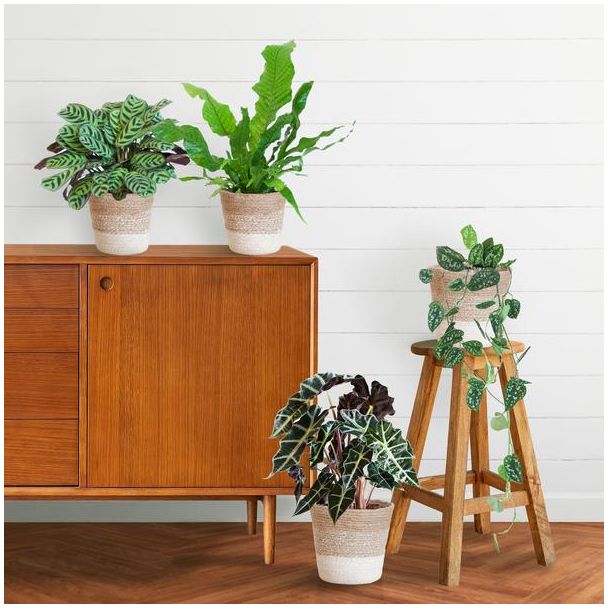Een set van Set van 4 Kamerplanten,speciaal blad, Kamerplanten, Groene Planten, Planten met Pot,Speciaal blad plantenset