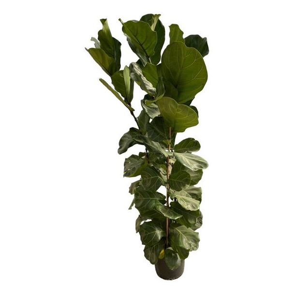 Ficus Lyrata struik - 180 cm - Ø30