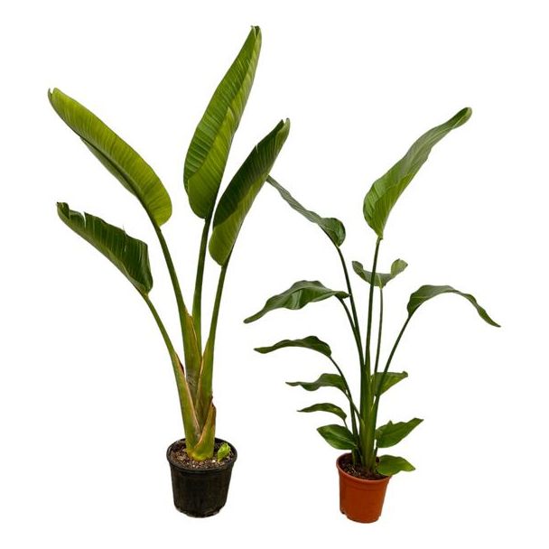 Strelitzia Nicolai + Strelitzia Augusta - 100 cm - Ø17-21