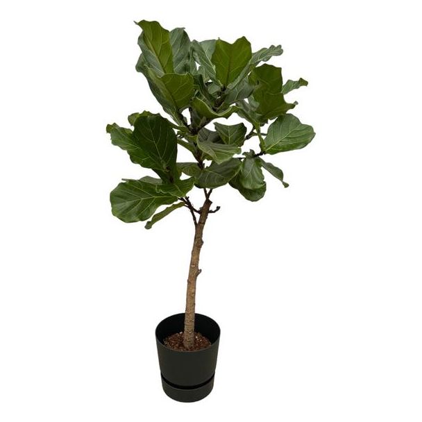 Ficus Lyrata stam inclusief elho Greenville Round zwart - 160 cm - Ø30