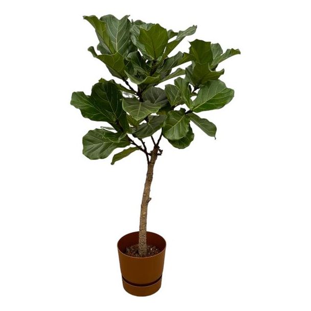 Ficus Lyrata stam inclusief elho Greenville Round bruin - 160 cm - Ø30