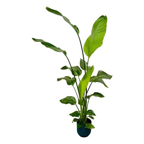 Witte Paradijsvogelplant in Elho Vibes Fold Round Kleur Blauw, Tropische Groene Plant, Strelitzia Nicolai,  Ø18cm - ↕130cm