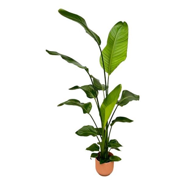 Witte Paradijsvogelplant in Elho Vibes Fold Round Kleur Roze , Tropische Groene Plant, Strelitzia Nicolai,  Ø18cm - ↕130cm