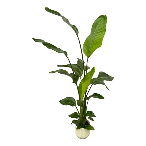 Witte Paradijsvogelplant in Elho Vibes Fold Round Kleur Wit , Tropische Groene Plant, Strelitzia Nicolai,  Ø18cm - ↕130cm
