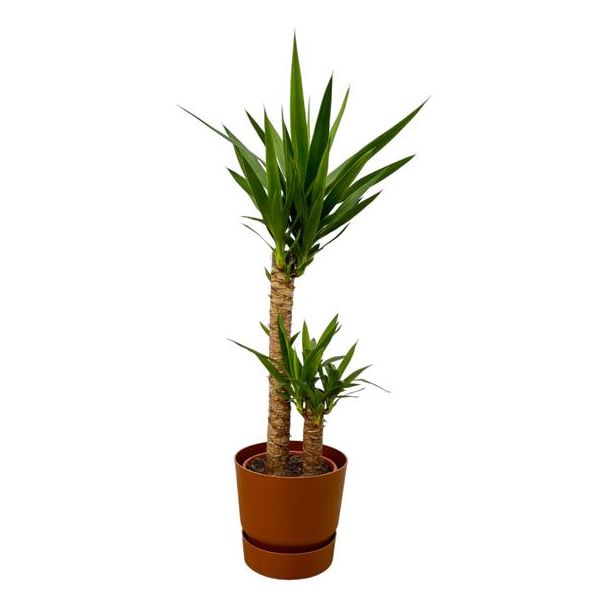 Palmlelie in bruine pot (Elho Greenville round pot), Kamerplant Yucca ↨100cm, Ø21cm