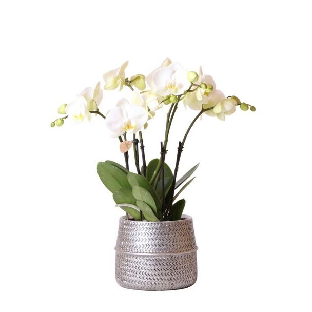 Mooie Rose VlinderOrchidee Ghent Ø12cm, in Groove Pot Zilver, Bloeiende Kamerplant