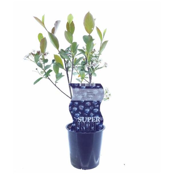 De Appelbessenstruik, fruitstruik, kleur donkerpaars-zwart, Aronia Viking ,  Ø12cm - ↕30cm