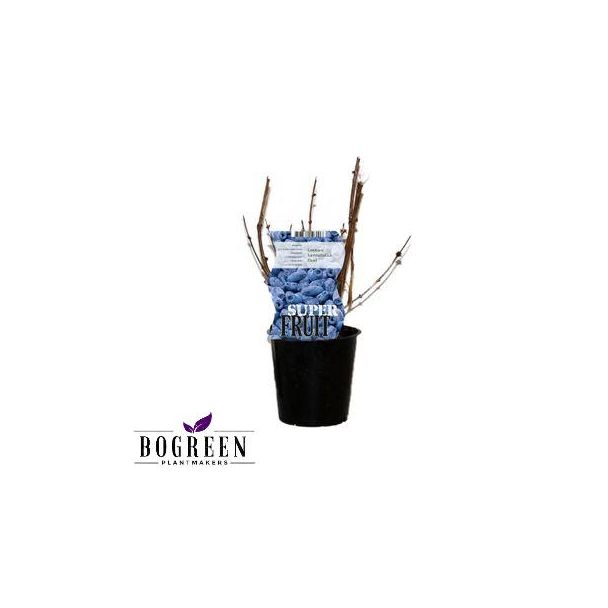 De Honingbesstruik,fruitstruik, kleur donkerblauw-zwart, Lonicera Duet ,  Ø12cm - ↕30cm
