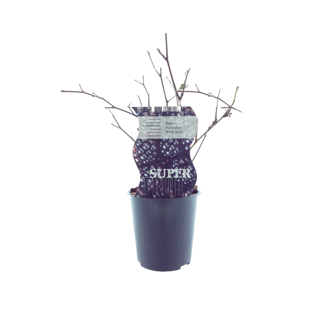 De Bramenstruik, Doornloos, Kleur diepzwart, Rubus Black Satin, Ø12cm - ↕30cm