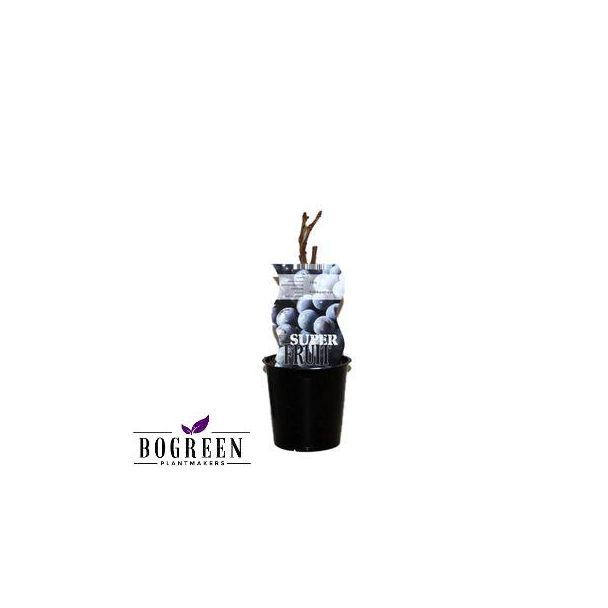Blauwe Druivenplant oftewel De Vitis 'Frankenthaler'  - Ø12cm - ↕30cm