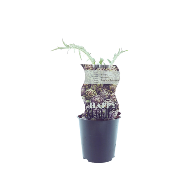 De Artisjokplant, Fruitstruik, Groenteplant, Kleur paars, Cynara Purple Of Romagna , Ø12cm - ↕30cm