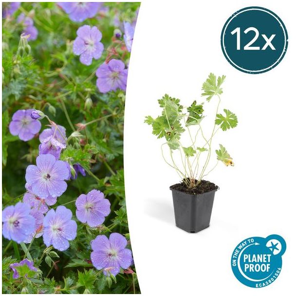12 Stuks Ooievaarsbek, Lilakleurige Bloemen van mei tot ver in het najaar! Geranium Rozanne - ↕10-25cm - Ø9cm