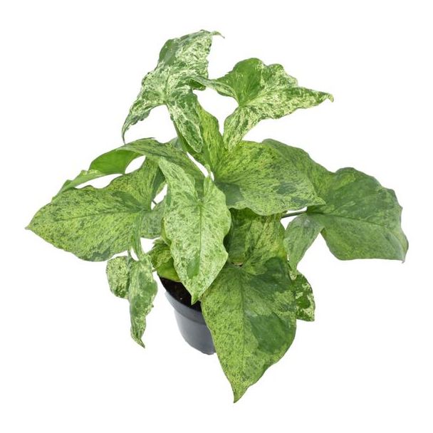 Simpele kamerplant Syngonium Mottled met lichtgroene bladeren, 25 cm hoog, ø12
