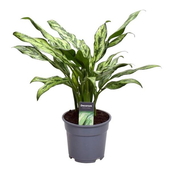 Aglaonema Juliette, kamerplant met weinig onderhoud, 40 cm hoog, ø12 (27793)