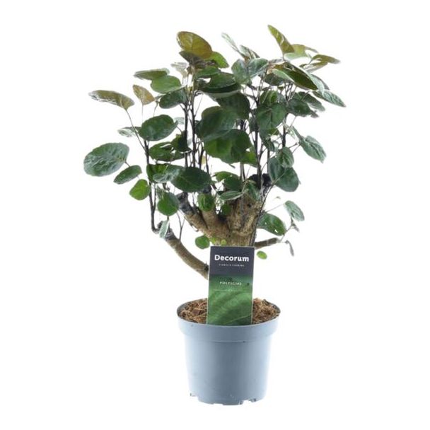 Donkergroene kamerplant Polyscias Fabian, 45 cm hoog, ø12