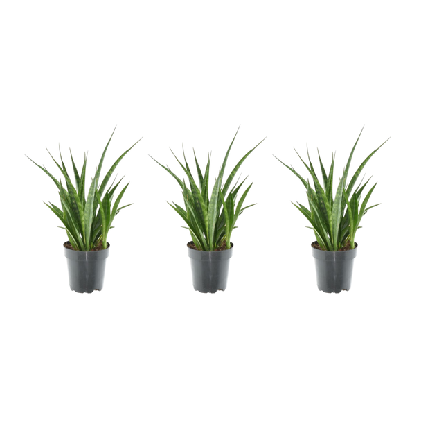 Slangenplant, Ster Sansevieria, Set van 3 Stuks, Vrouwentong,  Sansevieria Kirkii - 38 cm - ø12