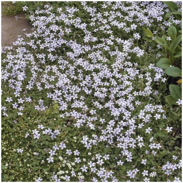20 Stuks Blauwe Sterrenmat, Grondkruiper, Blue Star Creeper, Moeras isotoom (Isotoma fluviatilis), lage buitenplant, Isotoma fluviatilis - ↕10-25cm - Ø9cm