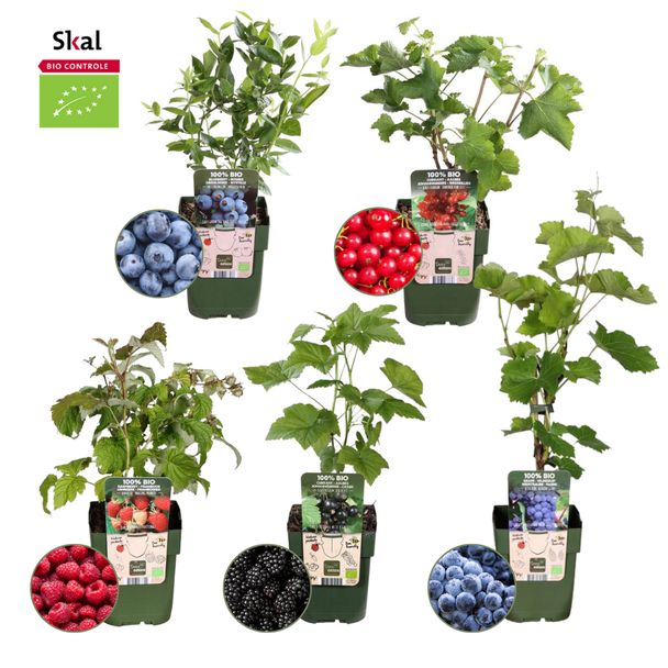 5 verschillende biologische fruit stuiken / klimplanten - Framboos / Braam / Aalbes / Bosbes / Druif