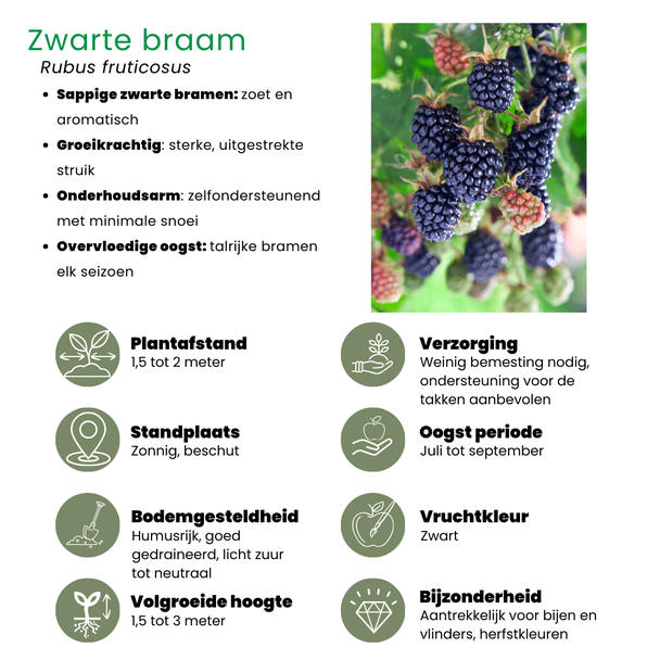 Beeld