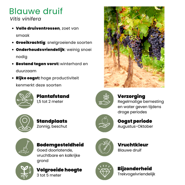 Beeld