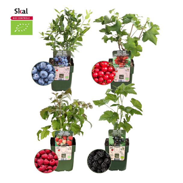  Vruchtenparadijs  BIO Fruitplanten mix set van 4 verschillende soorten