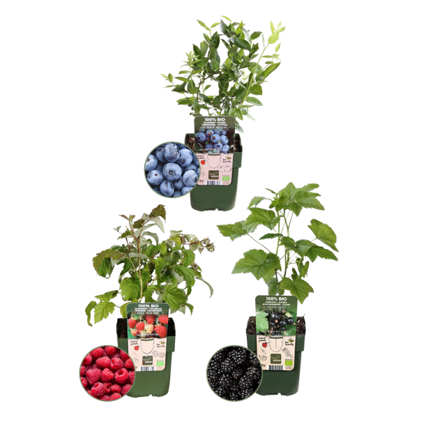  Vruchten feestje  BIO Fruitplanten mix set van 3 verschillende soorten