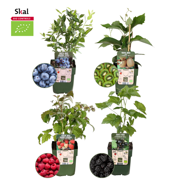  Zomervruchten  BIO Fruitplanten mix set van 4 verschillende soorten 