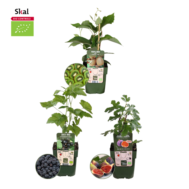 Set van 3 verschillende100% Biologische Fruitplanten, De Trio Zoete Oogst, Braam, Vijf, Kiwi,