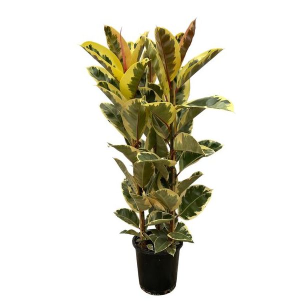 Indische rubberboom Ficus Elastica Tineke struik voor binnen, 160 cm hoog, Ø28cm