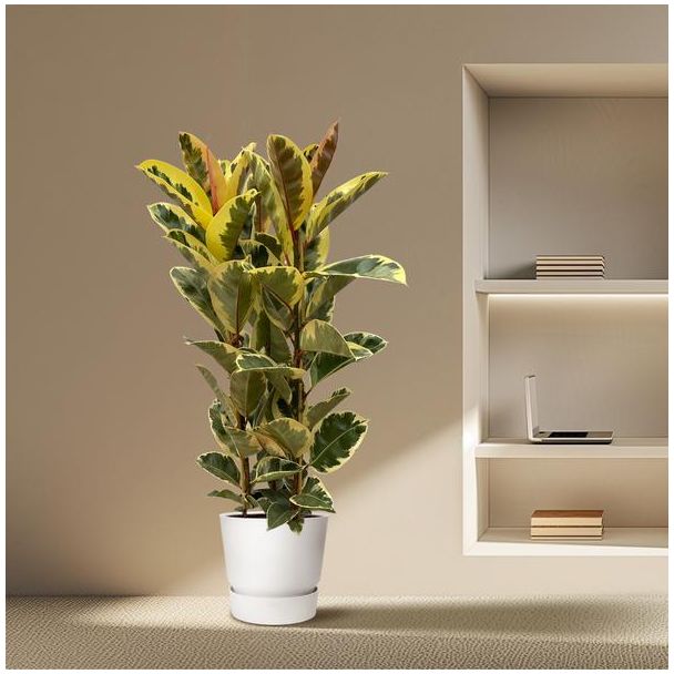 Indische rubberboom Ficus Elastica Tineke struik voor binnen, 160 cm hoog, Ø28cm