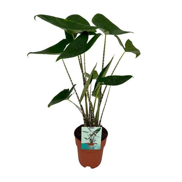 Zebra-Plant, Tropische en Exotische uitstraling, Alocasia Zebrina - Ø19cm - ↕75cm Hoog