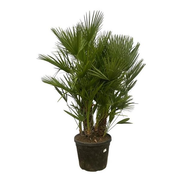Dwergpalm of Chamaerops Humilis op stam - 180 cm - Ø45cm - voor buiten en binnen