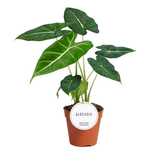 Olifantenoor, Exotische Groene Plant, Alocasia Frydek - Ø12cm - ↕35cm