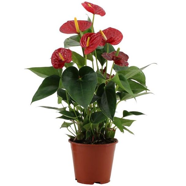 Anthurium Success Red In Transparant Sleeve - Ø14cm - ↕43cm
