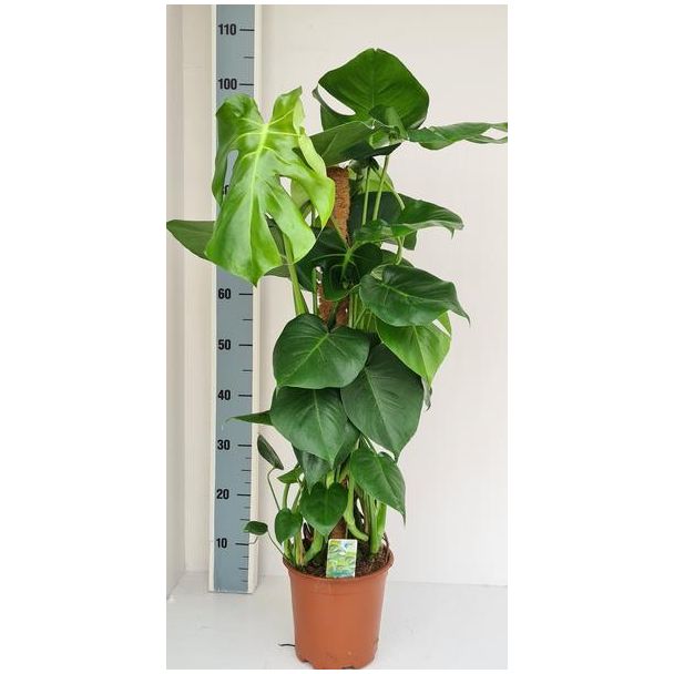Gatenplan met Mosstok,, Groene Kamerplant, Tropisch,  Monstera Deliciosa - Ø19cm - ↕80cm