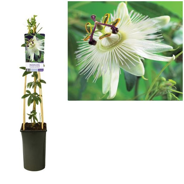 Passiebloem, kleur wit, Passiflora 'Constance Elliott', Ø17cm - ↕75cm