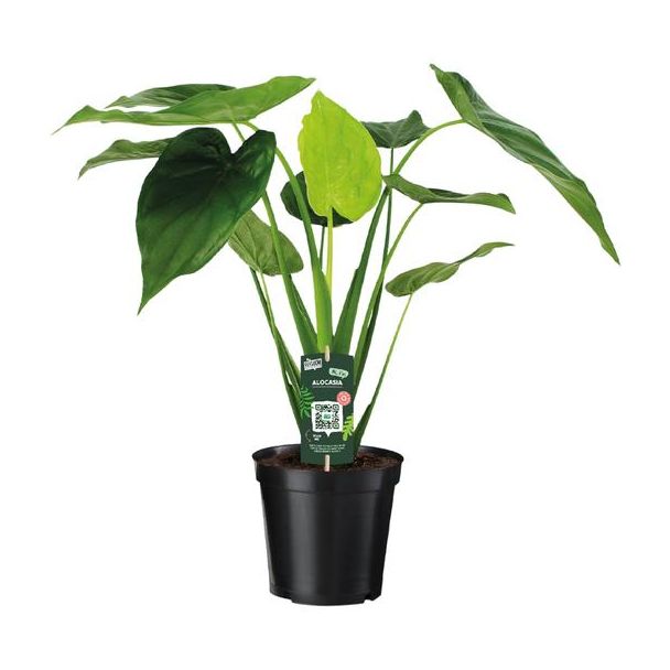 Alocasia Cucullata - Olifantsoor - Ø19cm - ↕55cm