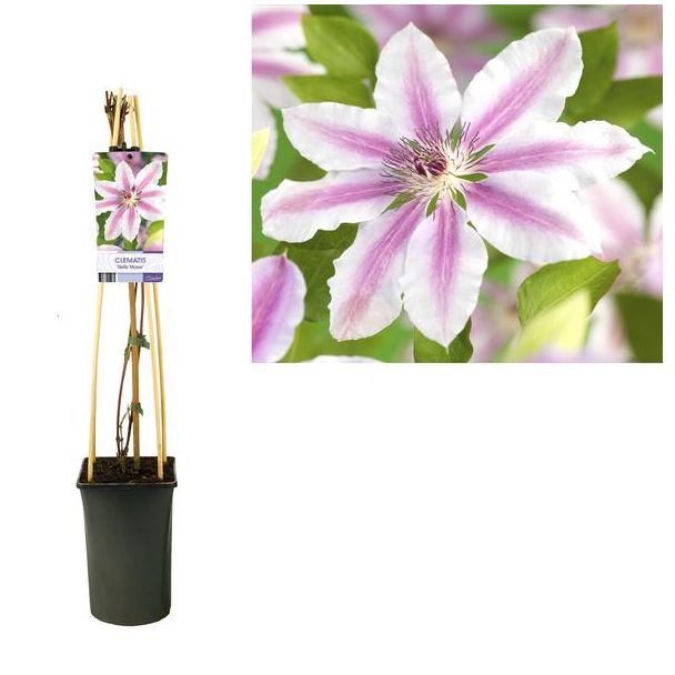 Clematis, Kleur Wit met rose, Klimop, Clematis 'Nelly Moser', 17cm -↕75cm