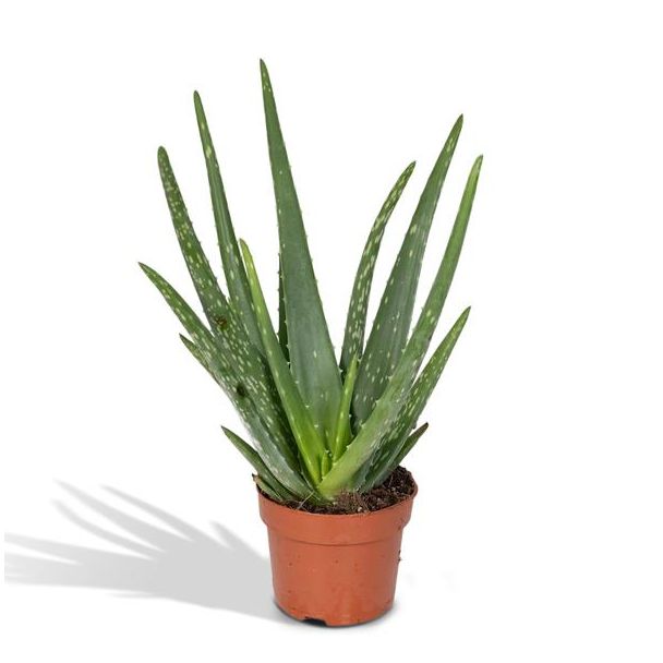 2 Stuks Aloe Vera,  Ø12cm - ↕40cm, Groene Plant,  Medicinale eigenschappen