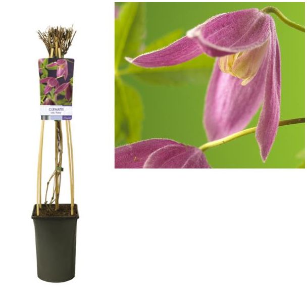 Clematis Alp.  Ruby  +light Label - Ø17cm - ↕75cm