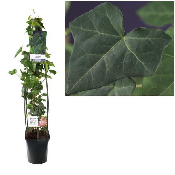 Hedera Hibernica +light Label - Ø23cm - ↕115cm