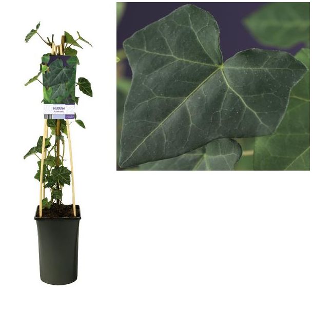 Hedera Hibernica +light Label - Ø17cm - ↕75cm