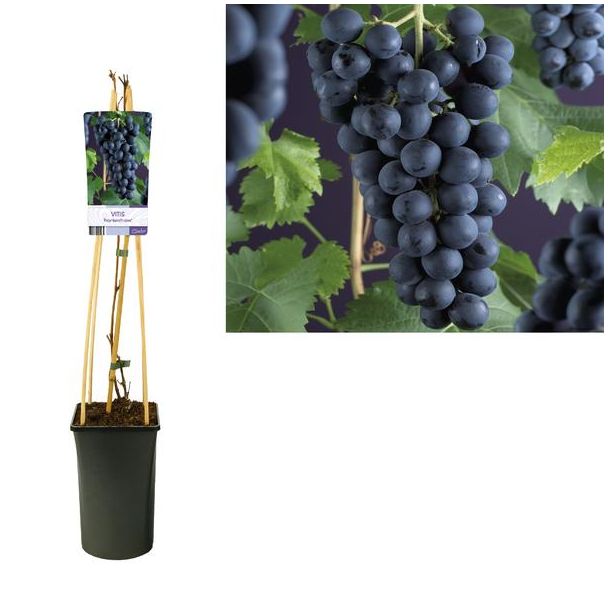 De blauwe druif, Vitis 'Frankenthaler'  - Ø17cm - ↕75cm, druivenplant, klimplant