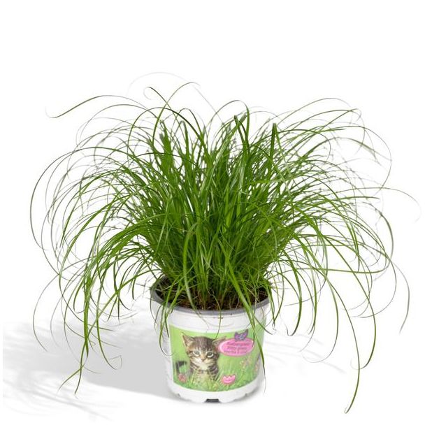 4x Kattengras 20 cm hoog - 4 kattengras planten met potdiameter Ø12cm - kamerplanten