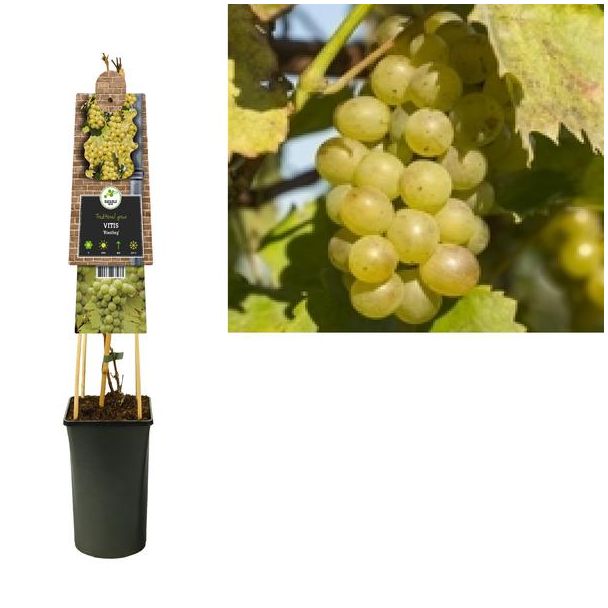 Vitis  Riesling  +3.0 Label - Ø17cm - ↕75cm