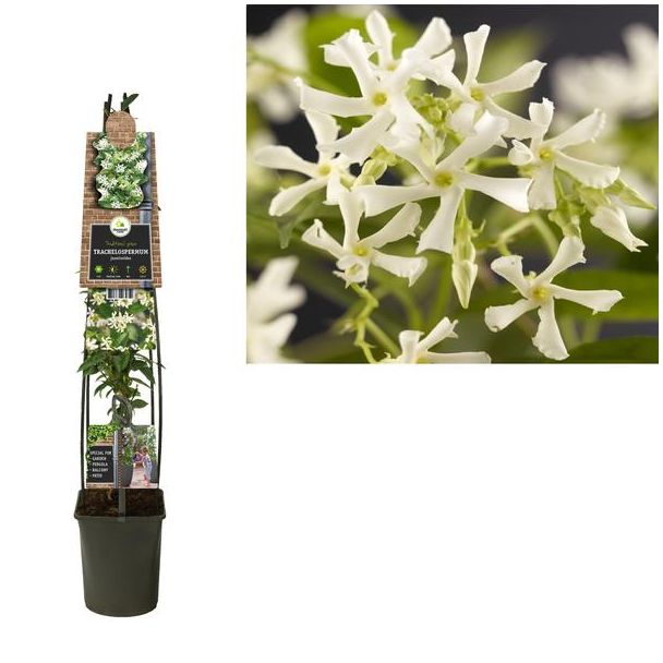 Trachelospermum Jasminoides +3.0 Label - Ø23cm - ↕115cm
